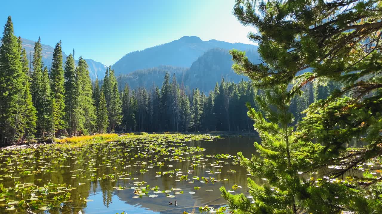 jeg kigger rundt på træerne ved nymph lake i rocky mountain national park i colorado.