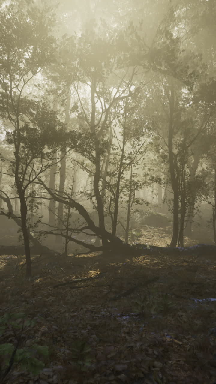 Misty forest with golden light filtering through dense trees in autumn