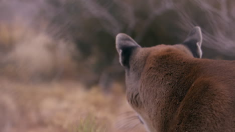 El-Puma-Mira-A-Lo-Lejos-Y-Sale-Corriendo,-Desde-Atrás.