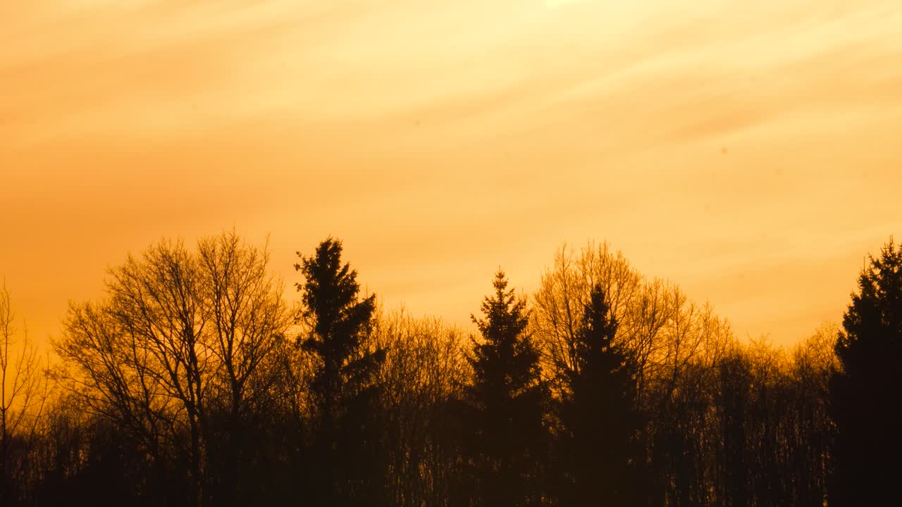 Moody and dramatic sunset with deep yellow sky and forest silhouette, Latvia