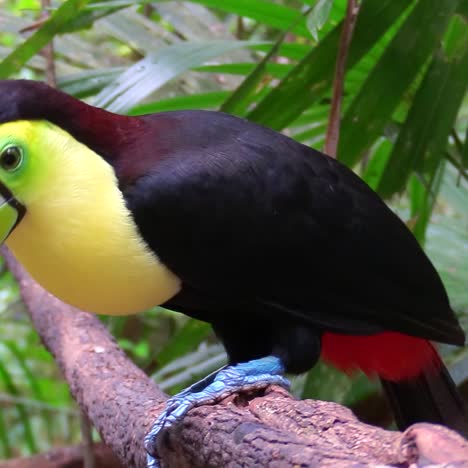 a keel billed toucan sits on a branch in the jungle 1