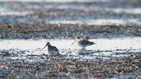 alimentación de agachadiza común comiendo gusanos primer plano durante la migración de primavera humedales de pradera inundada
