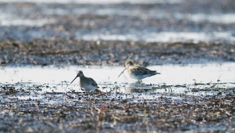 common snipe feeding eating worms closeup during spring migration flooded meadow wetlands