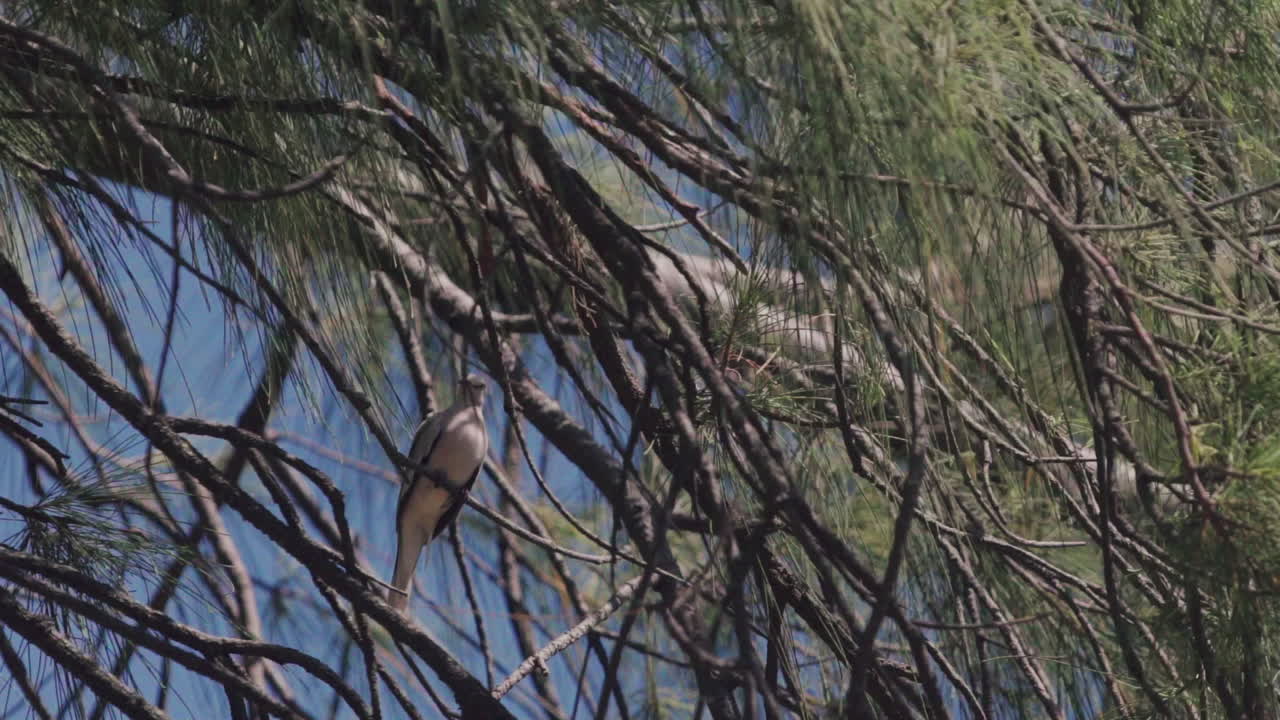 Grey roller bird rolinha sitting on tree.