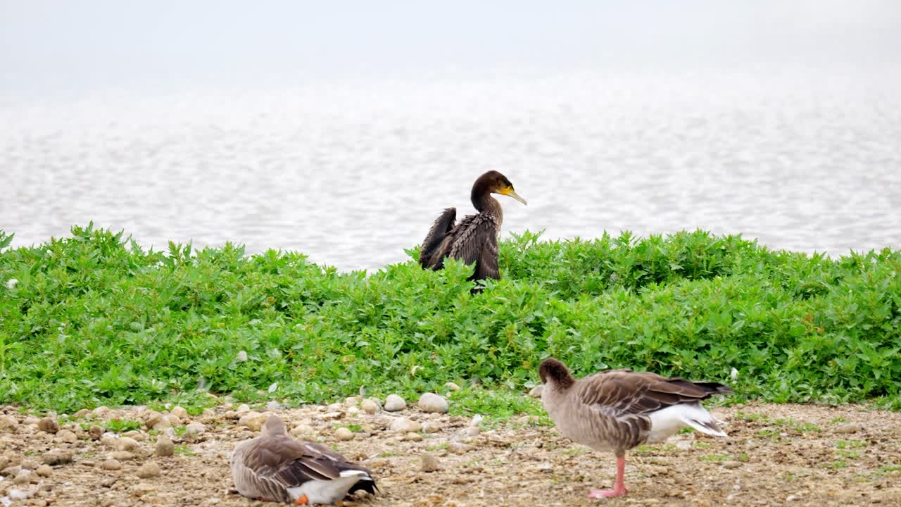 Large Cormorant sitting on her nest and flexing her wings, with a white face and yellow and grey bill