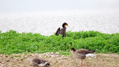 Gran-Cormorán-Sentado-En-Su-Nido-Y-Flexionando-Sus-Alas,-Con-Una-Cara-Blanca-Y-Pico-Amarillo-Y-Gris