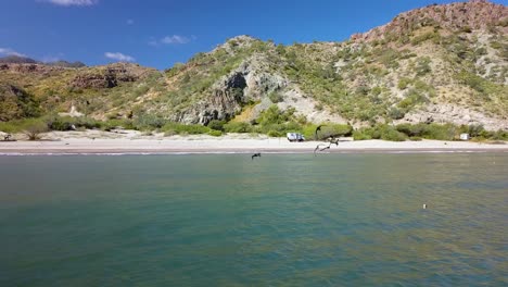 Schwarm-Pelikane-Tauchen-Am-Strand-Von-Mexiko-In-Baja-California-Ins-Wasser
