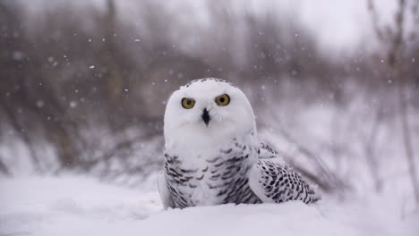Slow-motion-view-of-a-snowy-owl-in-a-winter-landscape---Canadian-Tundra---Hunting-bird-of-prey