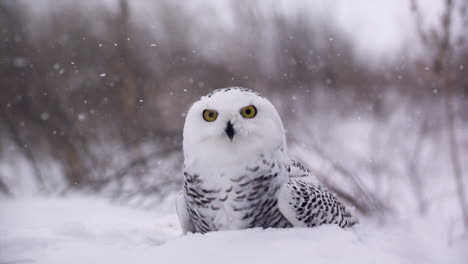 slow motion view of a snowy owl in a winter landscape - canadian tundra - hunting bird of prey