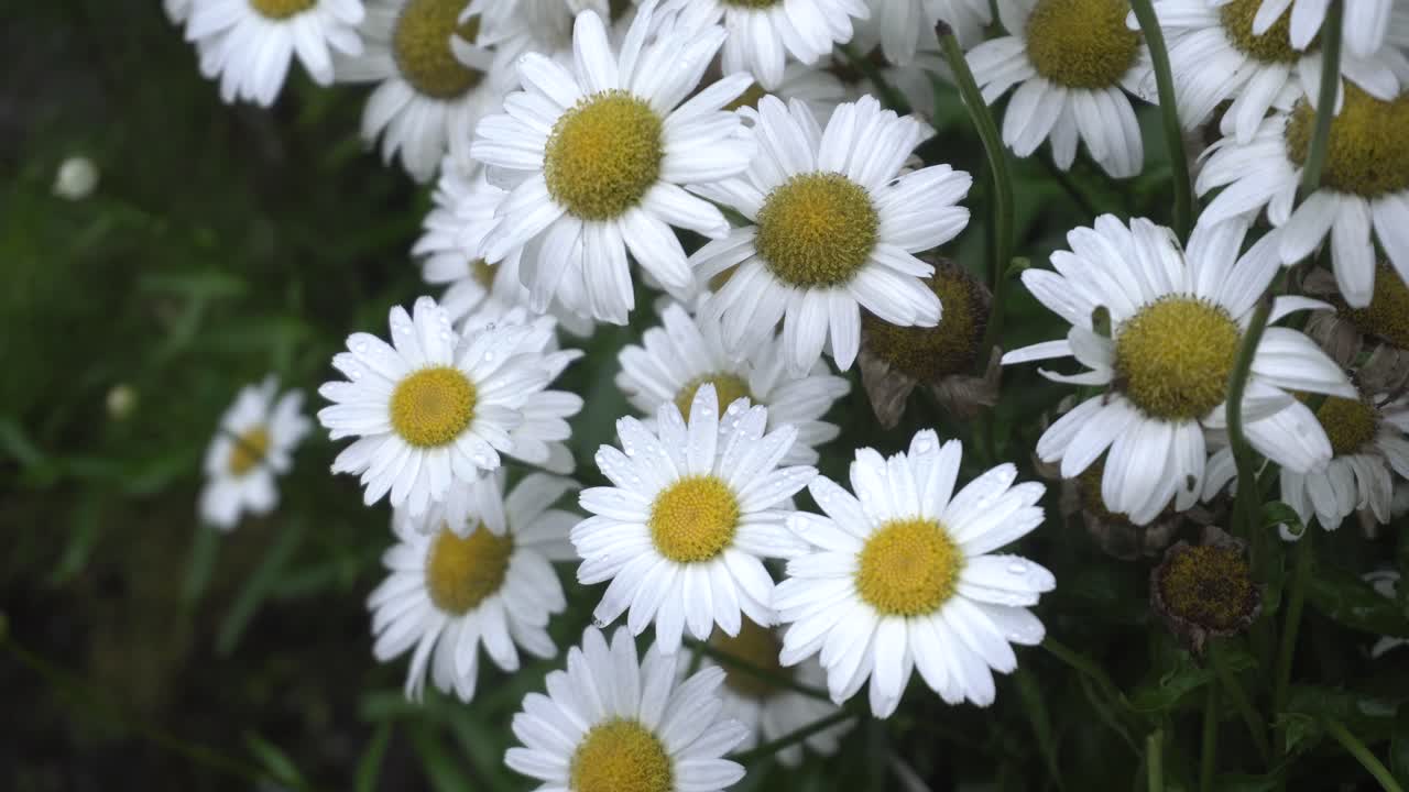 데이지 꽃은 집 에서 꽃을 피우고 있습니다.