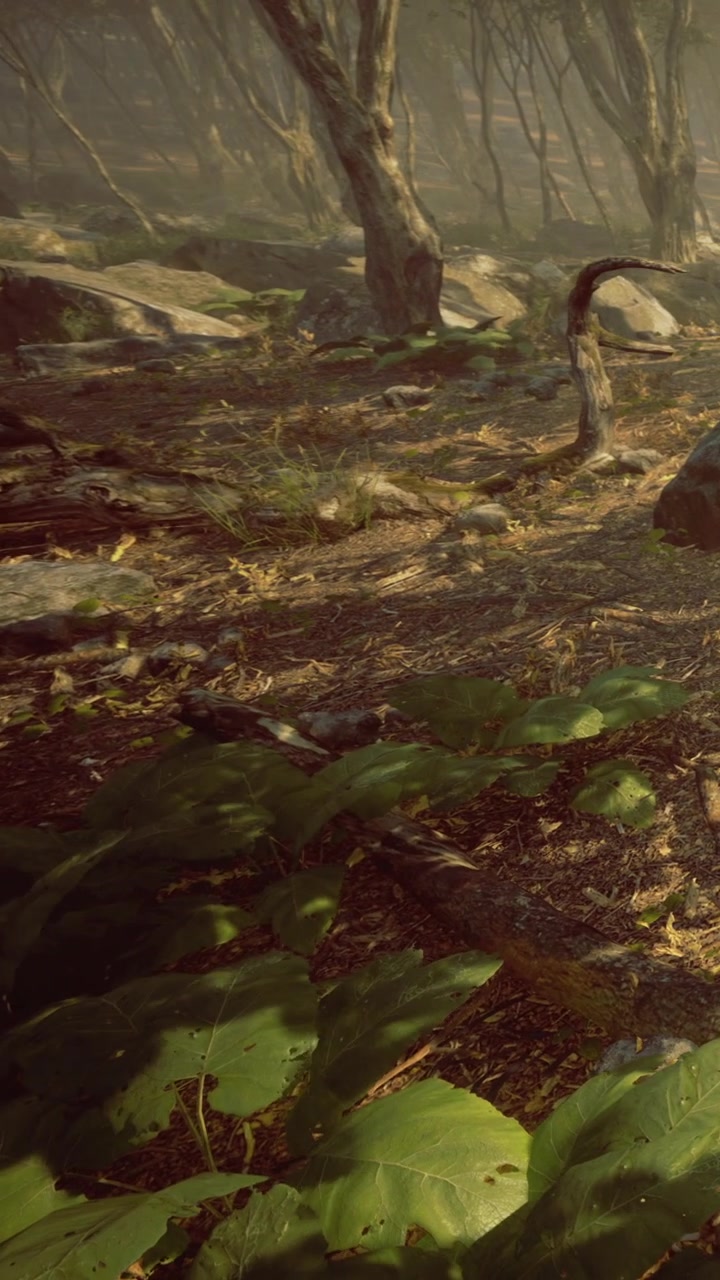 Forest floor covered with leaves and sunlight during day time