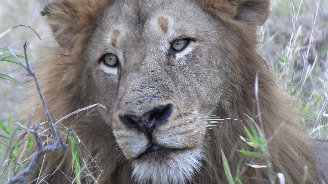 un león viejo y cansado mira algo moviéndose detrás de la cámara