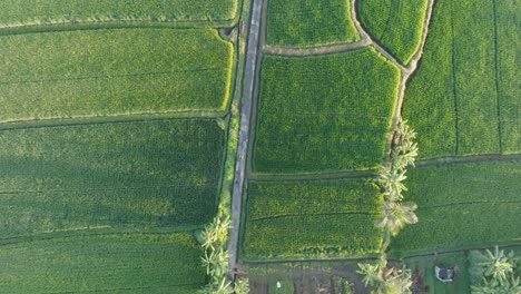 High-Altitude-Top-Down-Drone-shot-of-barefoot-woman-walking-through-rice-paddies-in-Ubud-Bali-Indonesia-at-Sunrise