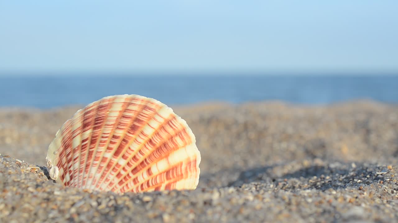 Sea cockleshells against the background of the sea. Shooting on the beach