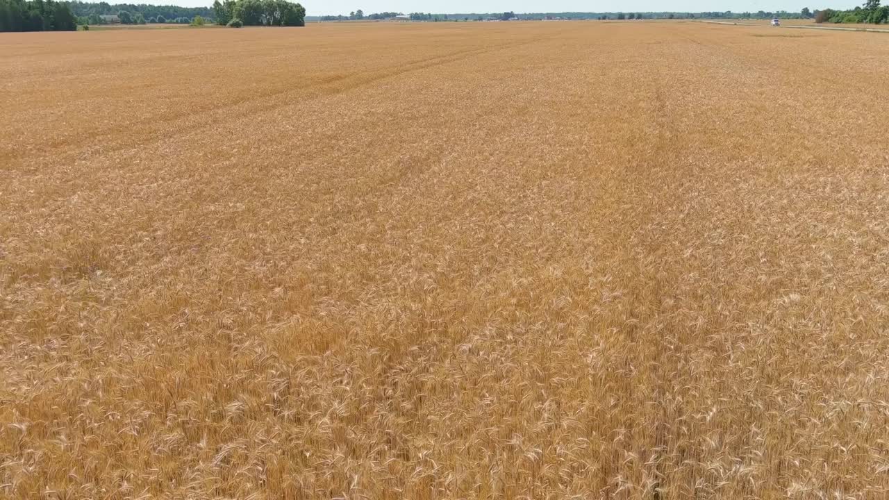 Reveal of endless golden wheat field, aerial tilt up view