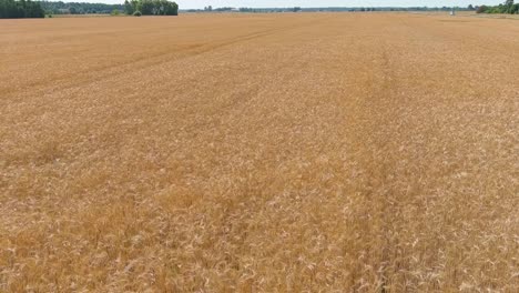 revelación del interminable campo de trigo dorado, vista aérea inclinada hacia arriba