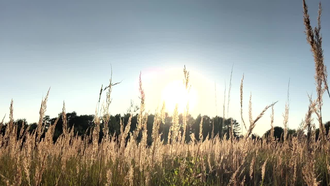 Sommerstemning med siv der vugger i vinden på en overskyet dag