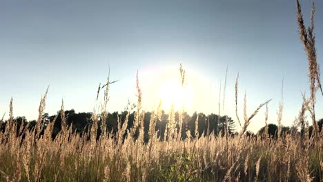 escena de verano de juncos ondeando en el viento, día nublado