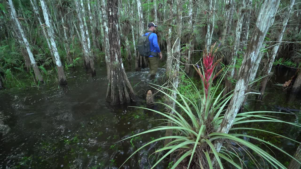 한 남자가 플로리다 에버글레이즈를 도보로 질주하면서 브로멜리아드 식물 옆을 지나갑니다.
