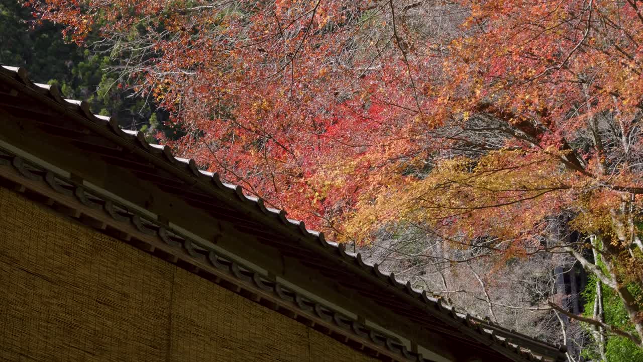 techo japonés tradicional con vibrantes colores de otoño