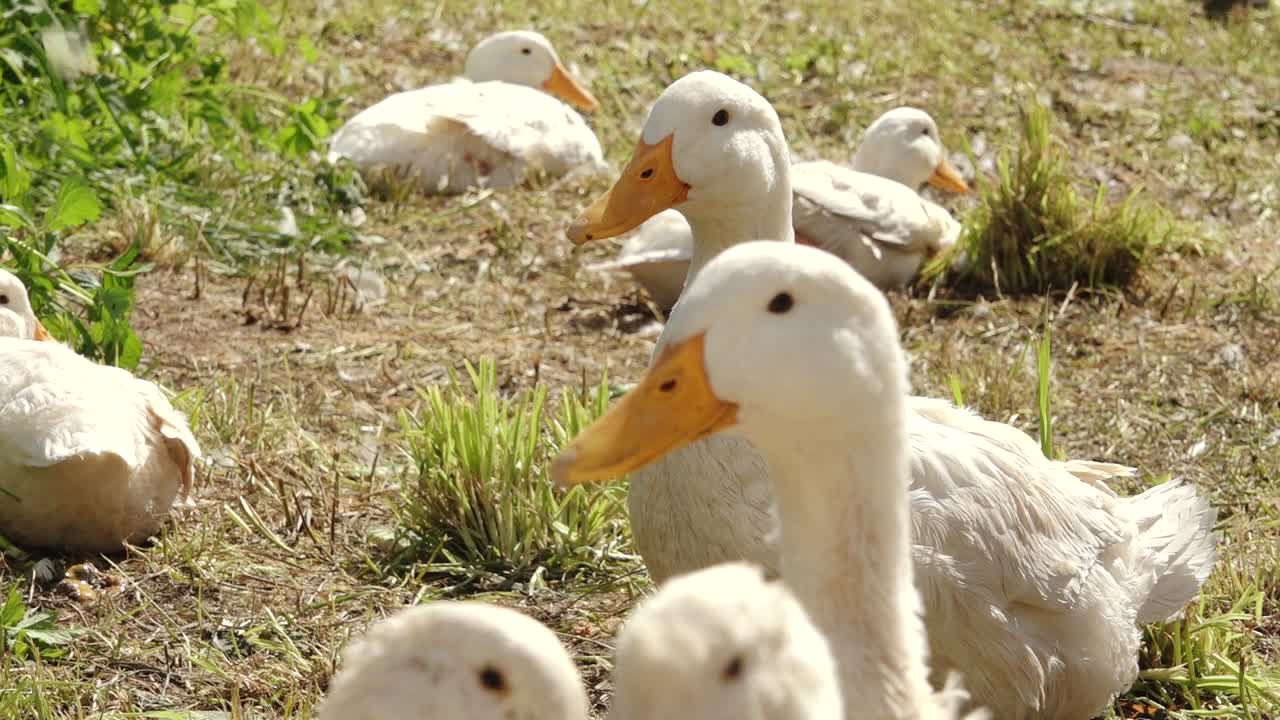 오리 머리의 클로즈업, 그 세부적인 특징과 활기찬 오렌지색 수염을 포착합니다.