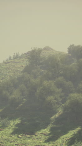 foggy forest on a misty mountain