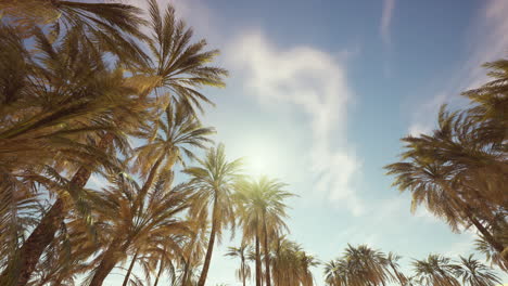 palm trees vintage toned perspective view to the sky