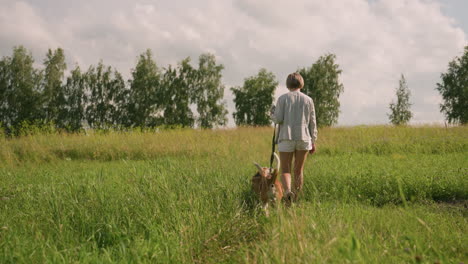 dog owner walking with her dog on leash while second dog follows behind in grassy field under clear sky on a sunny day, peaceful stroll in nature with vibrant green grass and trees