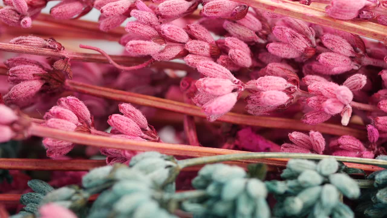 Close-up of Pink Dried Flowers