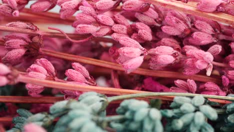 close-up of pink dried flowers