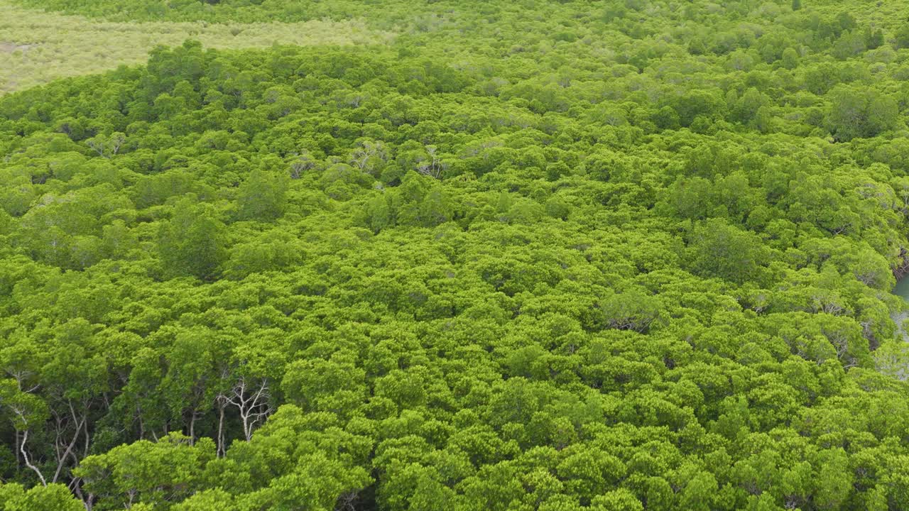 Aerial footage captures dense, vibrant green forest canopy in Port Douglas, Queensland. Smooth camera movement reveals expansive natural landscape