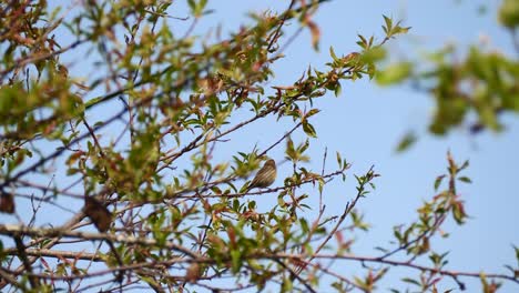 Two-Beautiful-greenfinches-on-a-tree-branch-on-a-sunny-day-singing-together