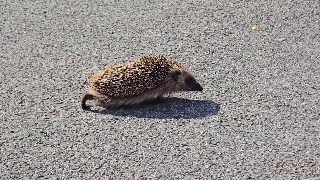 Un piccolo riccio corre su una strada asfaltata in una giornata di sole. Il simpatico animale selvatico proietta un'ombra mentre si muove. Ideale per concetti di natura, fauna selvatica e comportamento animale.
