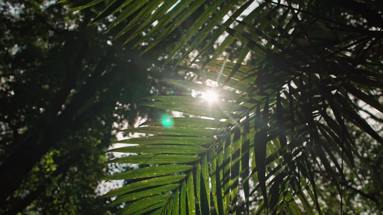 SLOW MOTION LOOK UP SHOT OF THE TREE TOPS AT A JUNGLE IN MEXICO WITH LIGHT HITTING THE LENS