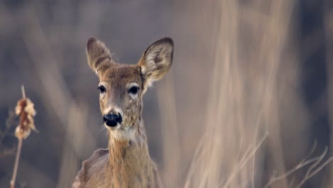Close-up-of-a-female-white-tail-deer-in-a-long-grass-field-during-autumn