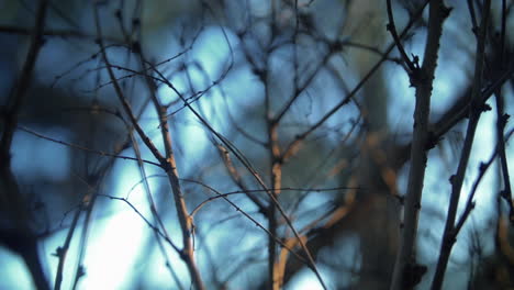 dry branches of a plant with blurry sunlight background