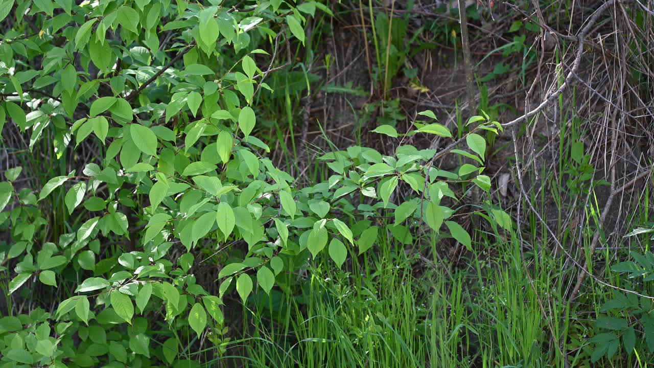 ⁇ 빛이 푸른 잎과 풀을 가로질러  ⁇ 아오르고 있습니다.