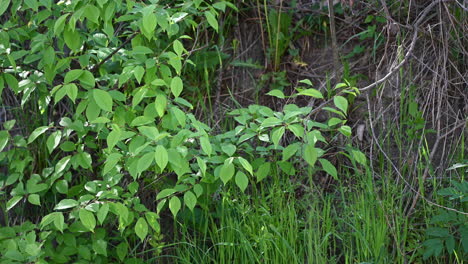 Sunbeams-peaking-through-lush-green-leaves-and-grass