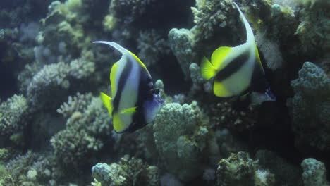 butterfly fish in the coral reef of the red sea of egypt