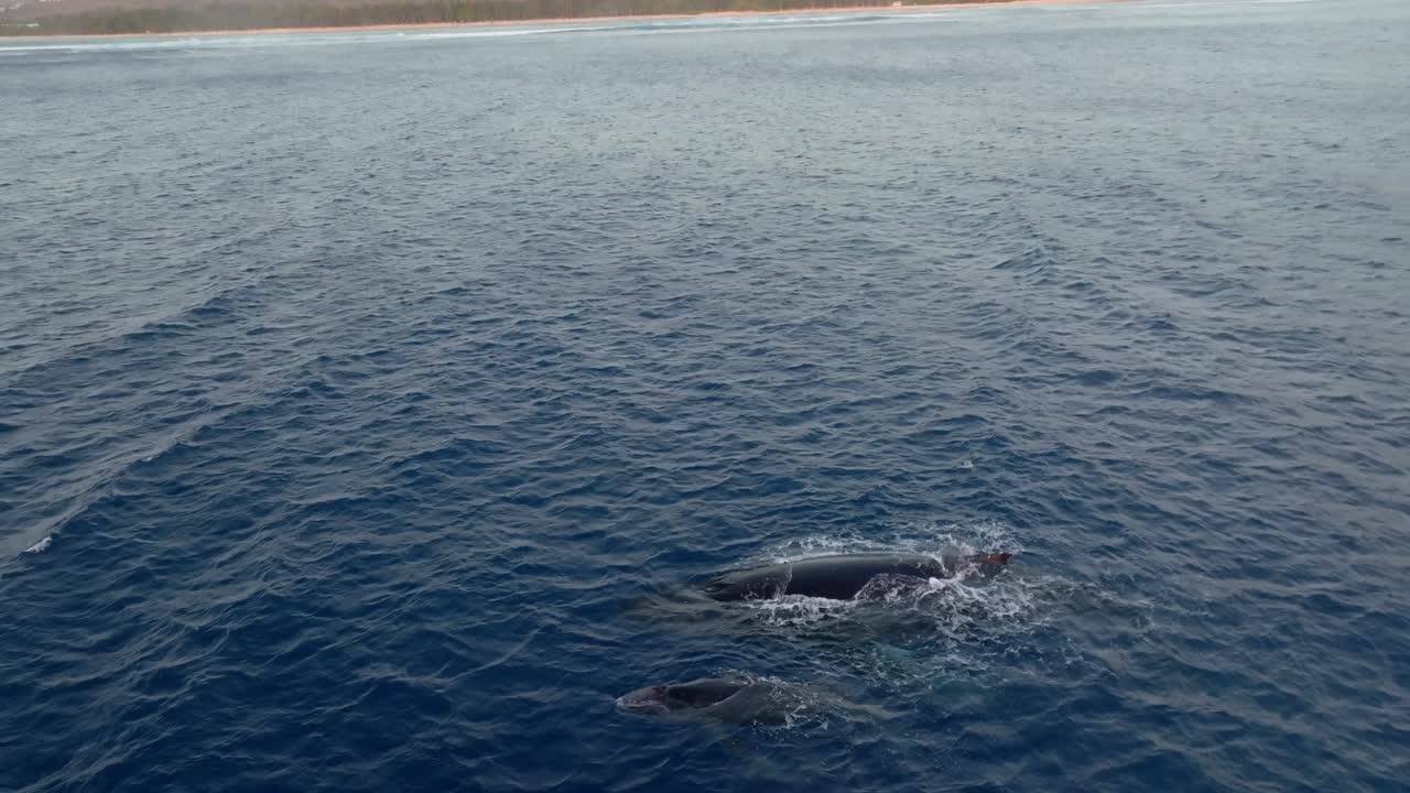 Whales filmed with a drone, l'hermitage Reunion island