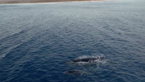 Whales-filmed-with-a-drone,-l'hermitage-Reunion-island