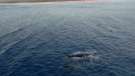 Ballenas-Filmadas-Con-Un-Dron,-Isla-De-La-Reunión-De-L&#39;hermitage