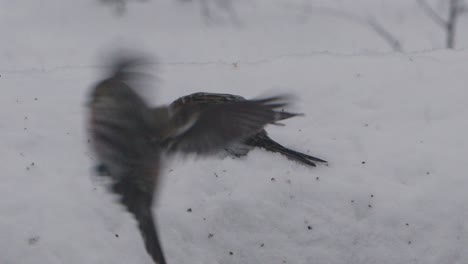 Redpoll-Cavando-Profundamente-En-La-Nieve-En-Busca-De-Semillas-Durante-Una-Tormenta-De-Invierno