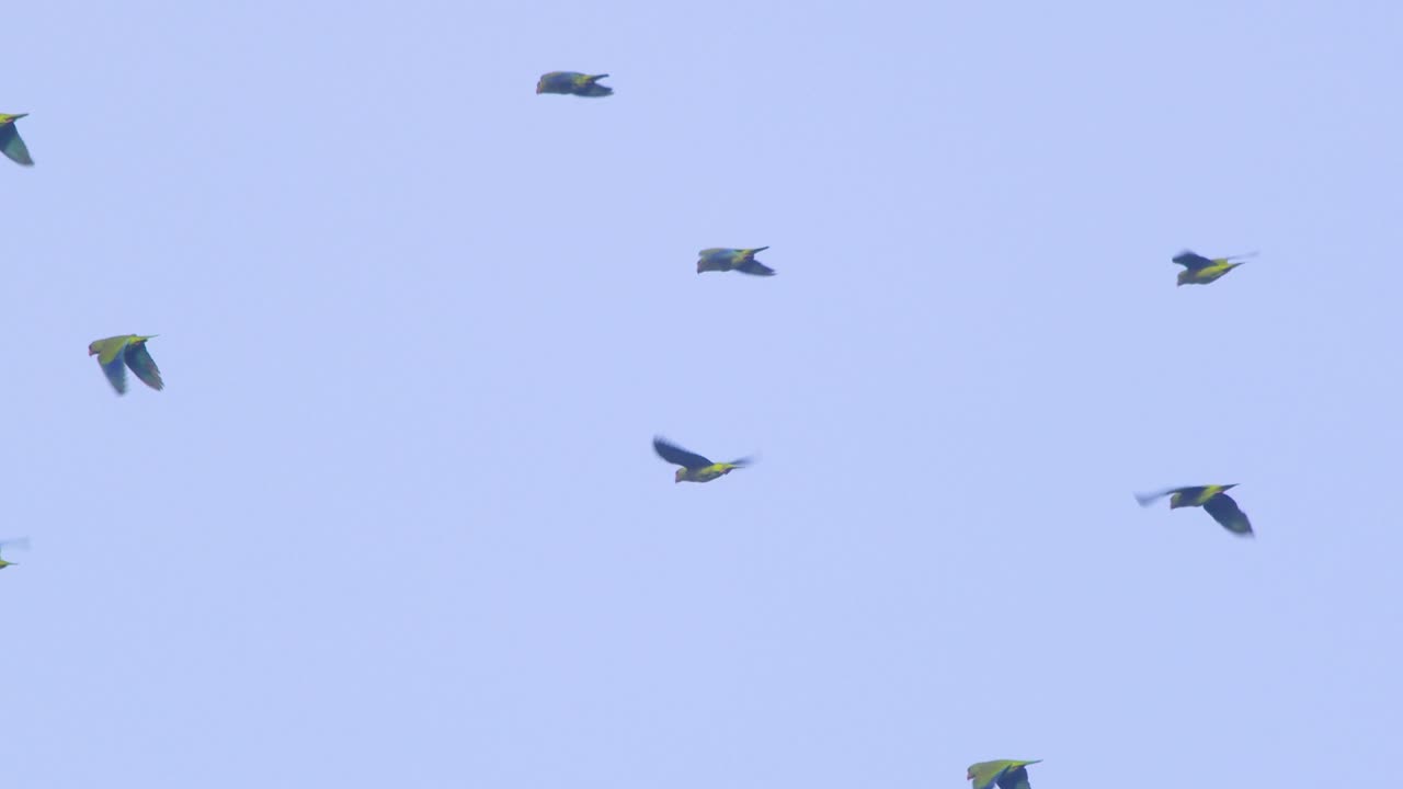 A flock of Green Mealy parrots soars over Peru’s Amazon rainforest, gliding through the morning sky.