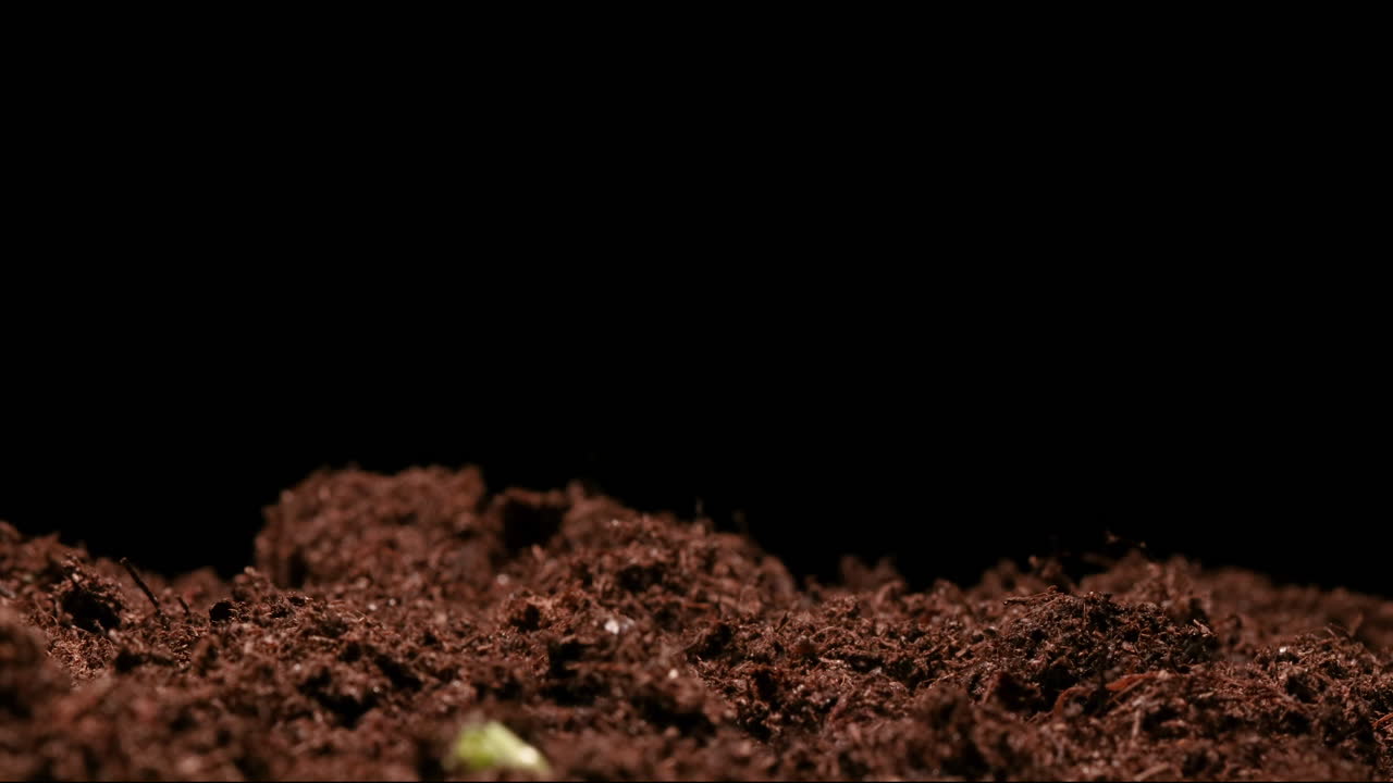 TIME LAPSE - Piselli, verdure, che germogliano nel terreno, in studio, sfondo nero.