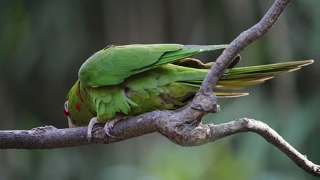 Beautiful-green-and-red-parrot-in-the-family-of-Psittacidae-in-Andes-flying-away---close-up-shot