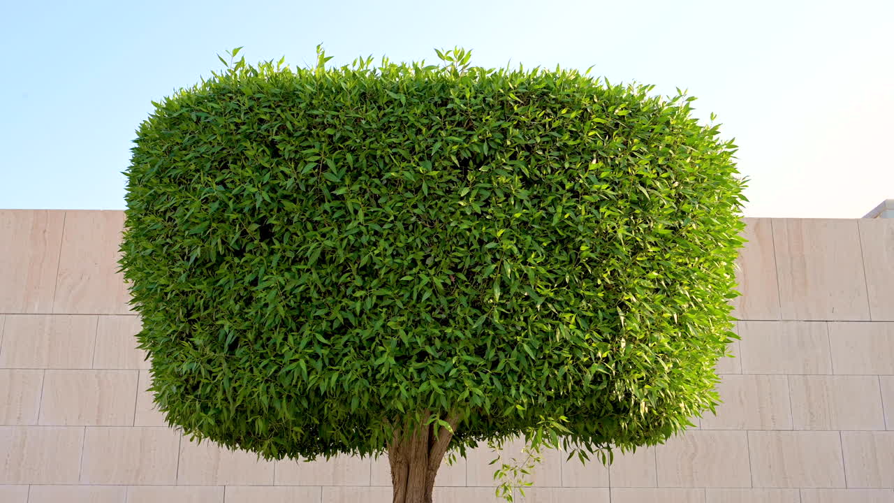 hermoso árbol verde redondo decorativo ecológico que sopla con viento suave durante el día con fondo de pared sobre el cielo, bahrein