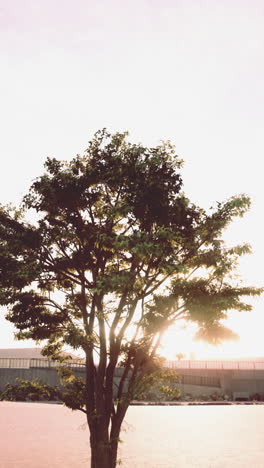 silhouette of a tree against a sunset sky