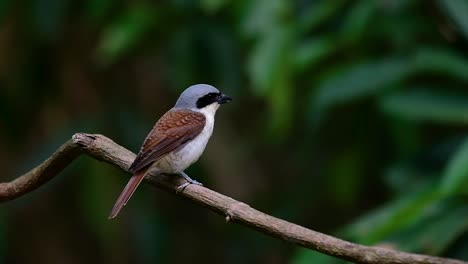 The-Tiger-Shrike-got-its-name-from-the-Tiger-like-pattern-on-its-feathers-as-it-is-also-a-predator-of-a-bird-that-feeds-on-insects,-very-small-mammals,-and-even-birds-of-its-size