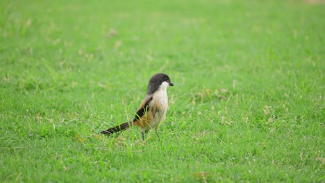 alcaudón de cola larga o alcaudón de lomo rufo o alcaudón de cabeza negra cazando pájaros en el césped atrapando insectos comiendo y saltando a cámara lenta